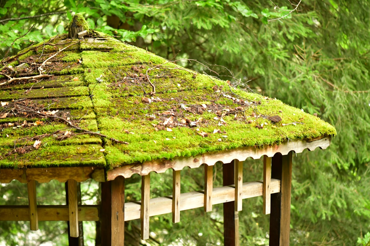 How to Remove Black Streaks from Your Roof