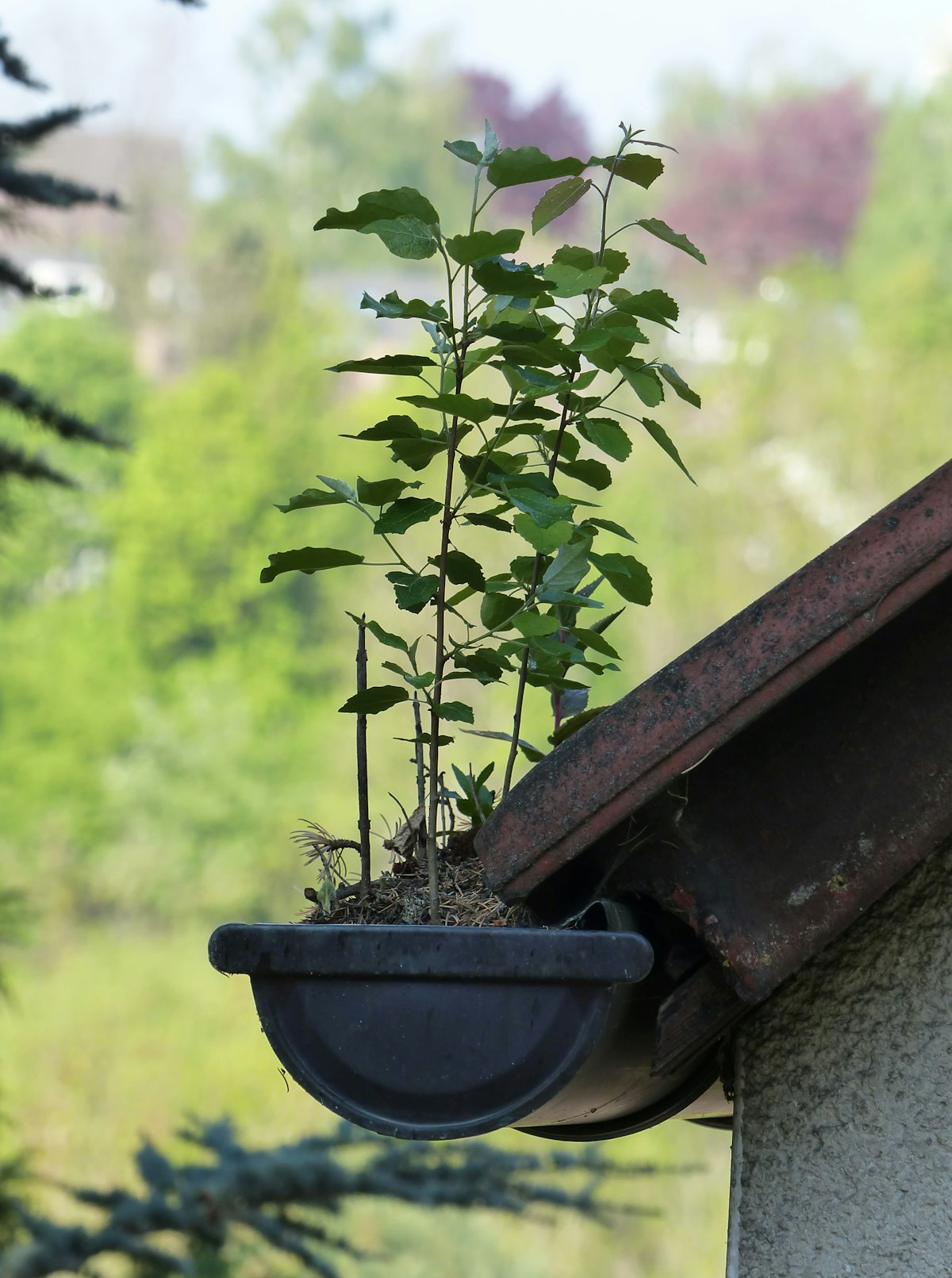 Rain Gutter Guards: Do They Really Work in Arizona?