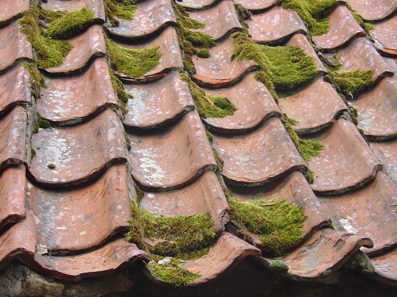 Grime growing on residential roof