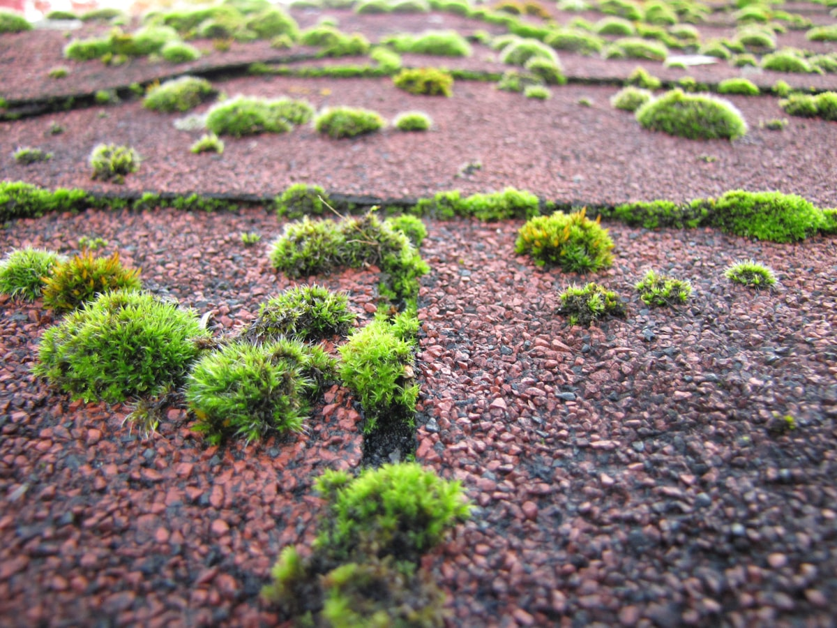 Is Roof Cleaning Worth It? 7 Reasons to Clean Your Roof This Year