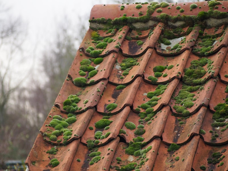 Red roof tiles covered in green grime showing signs of needed cleaning